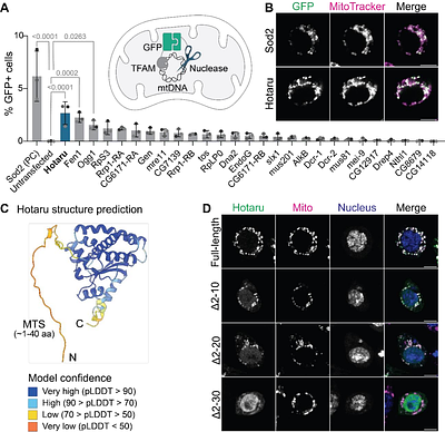 A structure-selective endonuclease drives uniparental mitochondrial DNA inheritance