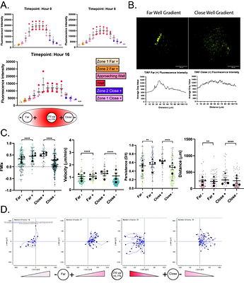 Macrophages migrate persistently and directionally upon entering 2D confinement in the presence of extracellular matrix