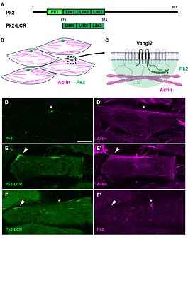Stressed Actin Binding by the Prickle2 LIM Domains and itsRegulation in the Full-Length Protein