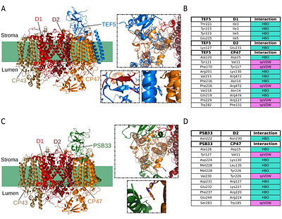Complexome profiling of the Chlamydomonas psb28 mutant reveals THYLAKOID ENRICHED FRACTION 5 as an early photosystem II assembly factor