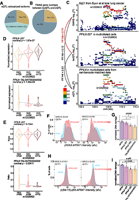 Single-cell full-length transcriptome of human lung reveals genetic effects on isoform regulation beyond gene-level expression