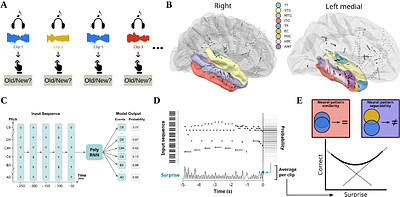 Surprise gates two distinct mechanisms to support memorability in music