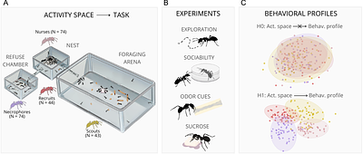 Between specialization and flexibility: how tasks and space shape behavioral profiles in ant colonies