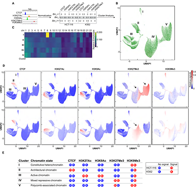Integrating epigenomic features reveals principles of chromatin-state organization