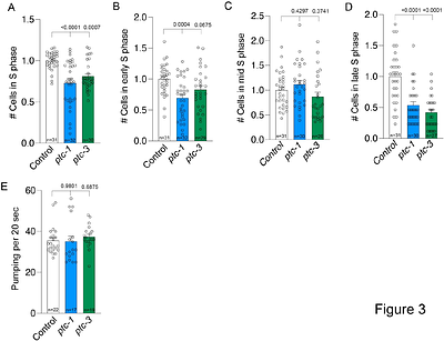 Patched regulates cell cycle and tissue architecture in C. elegans gonad