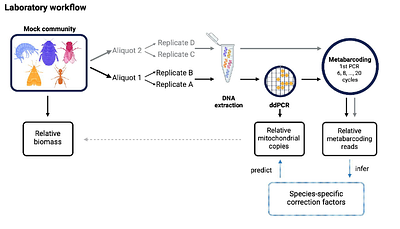 Disentangling mitochondrial copy number variation and PCR amplification bias in DNA metabarcoding