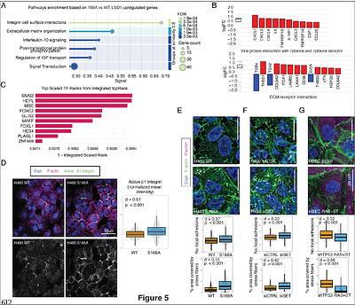 LSD1 serine 166 is a phosphorylation switch for chromatinlandscaping, gene activation, and tissue remodeling