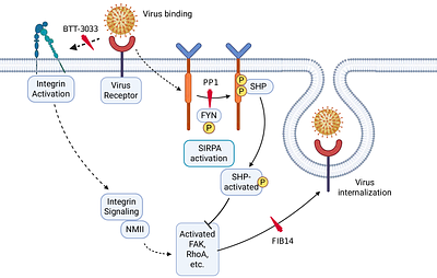 SIRPA suppresses integrin-dependent virus endocytosis