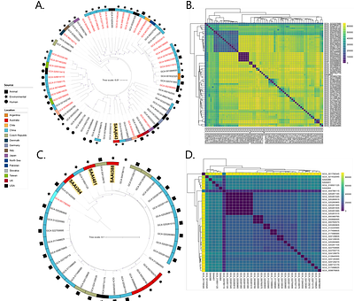 Genomic Analysis of Diverse Environmental Acinetobacter Isolates Identifies Plasmids, Antibiotic Resistance Genes, and Capsular Polysaccharides Shared with Clinical Strains