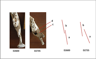 Where do the Dmanisi hominins fit on the human evolutionary tree?
