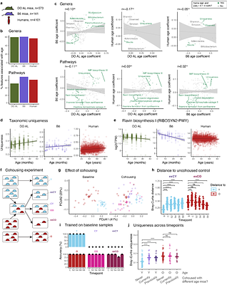 Interactions between the gut microbiome, dietary restriction, and aging in genetically diverse mice