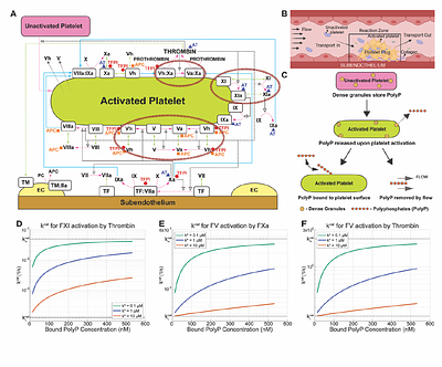 Modeling the Role of Platelet-Released Polyphosphates in Tissue-Factor-Initiated Coagulation under Flow