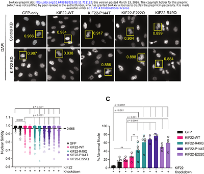 Novel KIF22 Variants Disrupt Mitosis in Human Chondrocytes and Expand SEMDJL2 Mechanisms