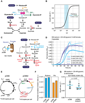 A microbial growth-coupled platform for in vivo interrogation of Rubisco oxygenase activity