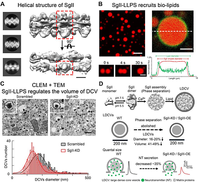 Liquid-liquid phase separation within dense-core vesicles in sympathetic adrenal chromaffin cells