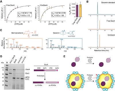 Bacterial Geosmin Biosynthesis is Compartmentalized Inside a Two-Component Protein Shell