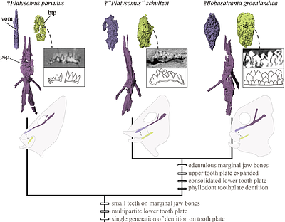 Tongue bite apparatus highlights functional innovation in a 310-million-year-old ray-finned fish