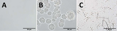 Promising protocol for in vivo experiments with betulin