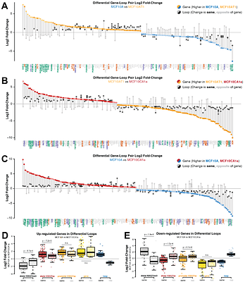 Genome reorganization and its functional impact during breast cancer progression