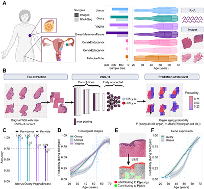Multimodal data analysis reveals asynchronous aging dynamics across female reproductive organs
