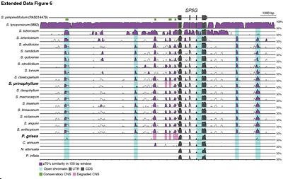 A neofunctionalized flowering antagonist created an evolutionary contingency that channeled Solanaceae adaptation