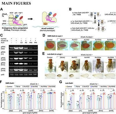 Optimized optogenetic anti-CRISPR for endogenous gene regulation in Drosophila