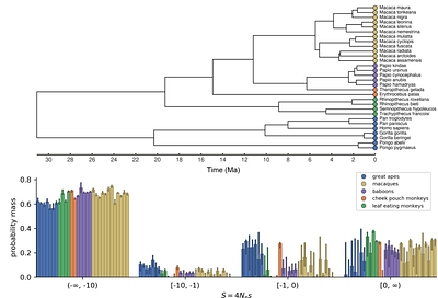 Comparison of the Distribution of Fitness Effects Across Primates