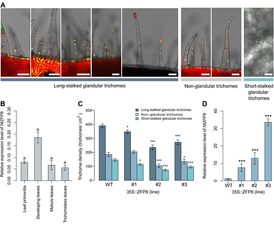 Insight into the genetic network governing long-stalked glandular trichome development in Nicotiana tabacum