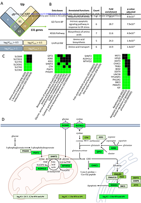 Ritonavir-Induced Cellular Stress Alters Viral HBs Glycoprotein Biogenesis and Production of Infectious Hepatitis D Virions