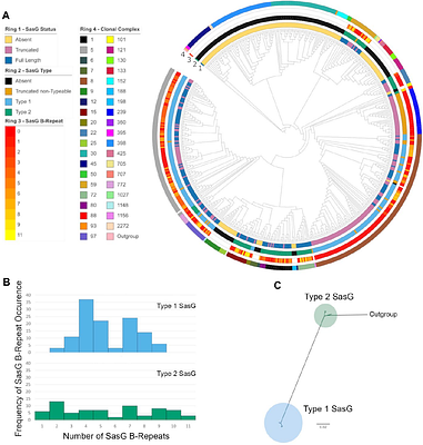 Staphylococcus aureus skin colonization is mediated by SasG lectin variation