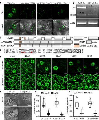Stomatal movement in Arabidopsis is driven by guard cell-localized and copper-insensitive CSD1 splice variant