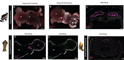 Lineage-Specific Venom Gene Expression Shapes Chemical Diversity in Cephalopods