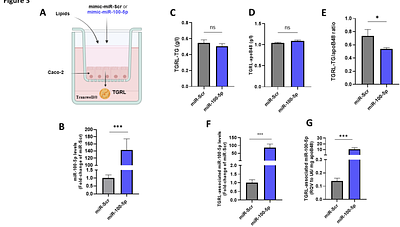 miR-100-5p modulates postprandial triglyceride response by targeting PCSK9