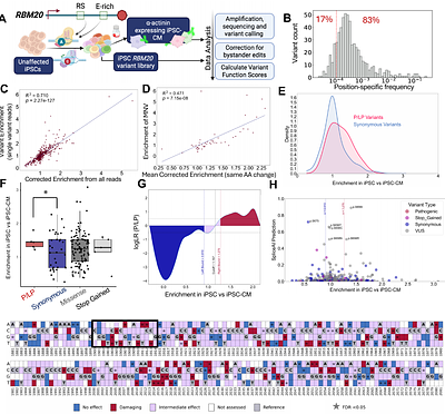 Damaging RBM20 E-rich domain variants are not rescued by gene replacement