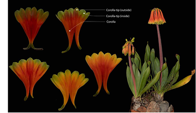 The role of secondary pollinators in the evolution of complex colour signals in a bimodal pollination system