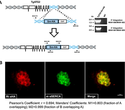 Toxoplasma TgATG2 works with TgATG9 and TgProp1 to drive autophagic flux for parasite extracellular survival and persistence.