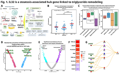 IL-32 is a stress-responsive node locked in a noncanonical NF-κB inflammatory loop during MASLD to HCC transition