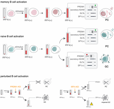 Competing gene regulatory networks drive naive and memory B cell differentiation