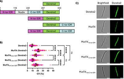 Mycobacterium tuberculosis MutT4 is an RNA pyrophosphohydrolase that forms biomolecular condensates and sensitizes mRNAs to degradation