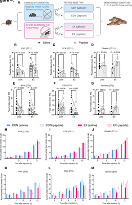 Physical activity promotes gut adaptation, responses to nutrients, and sensitivity to gut peptides