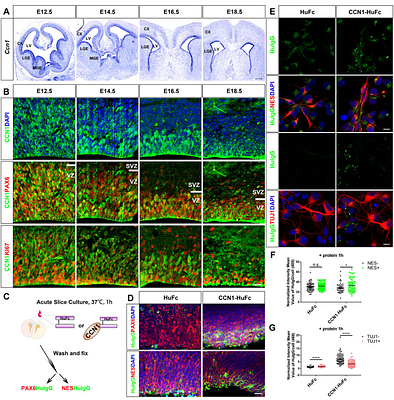 CCN1 forms a complex with GPC4 and heparin to fine-tune signaling activities for embryonic cortical neural stem cell maintenance