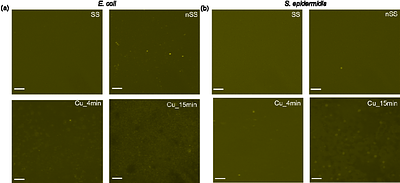 Dual antibacterial properties of copper coated nanotextured stainless steel