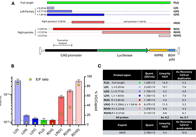 Nanoneedle-Enabled Quantification of rAAV9 Capsid and Genome Integrity Reveals a Truncation Hotspot Locus in a 4.5 kb Transgene