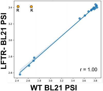 Combinatorial mutagenesis of N-terminal sequences reveals unexpected and expanded stability determinants of the Escherichia coli N-degron pathway