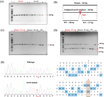 Non-Destructive Larval Genotyping of Danio rerio for Mitochondrial DNA Genetics