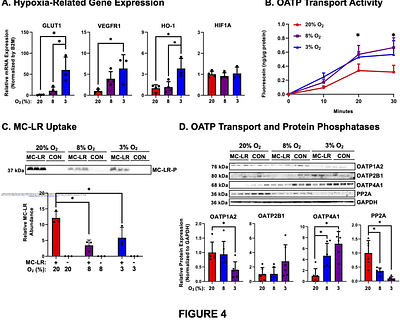 Transporter-Mediated Uptake of Microcystin-LR in Human Trophoblasts: Regulation By Oxygen Concentration and Cell Fusion