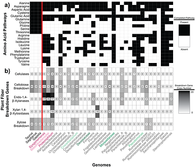 The dung beetle microbiome complements host metabolism and nutrition