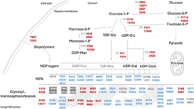 Acidification by nitrogen metabolism triggers extracellular biopolymer production in an oleaginous yeast
