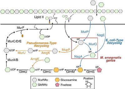 Metabolic flexibility and an unusual route for peptidoglycan muramic acid recycling in mycobacteria