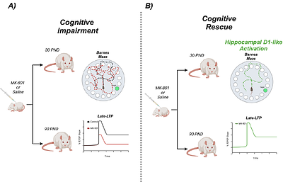 D1-like receptor activation rescues hippocampal synaptic plasticity and cognitive impairments in the MK-801 schizophrenia model.